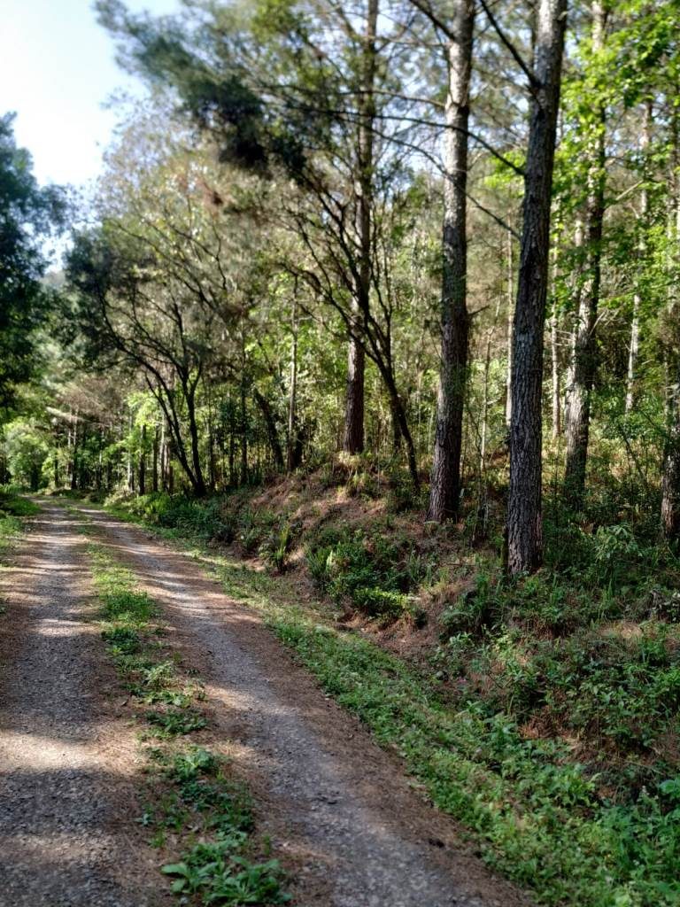 B-559     ÁREA TERRAS COM DIVISA NO RIO CAÍ !!!!