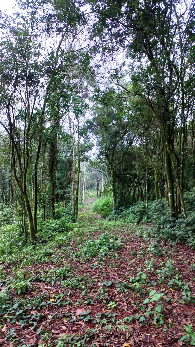 B-548    ÁREA DE TERRAS PARA CONSTRUIR UM LINDO SÍTIO JUNTO À NATUREZA!!!