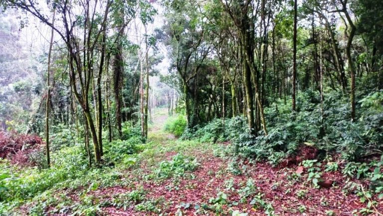 B-548    ÁREA DE TERRAS PARA CONSTRUIR UM LINDO SÍTIO JUNTO À NATUREZA!!!