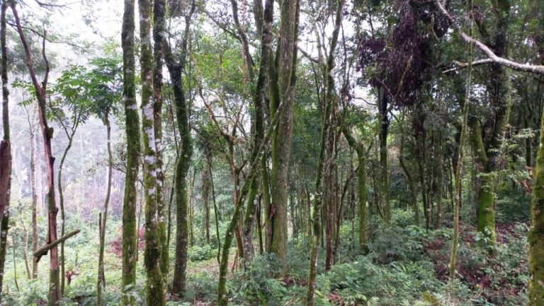 B-548    ÁREA DE TERRAS PARA CONSTRUIR UM LINDO SÍTIO JUNTO À NATUREZA!!!