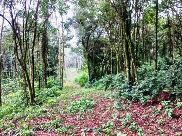 B-548    ÁREA DE TERRAS PARA CONSTRUIR UM LINDO SÍTIO JUNTO À NATUREZA!!!
