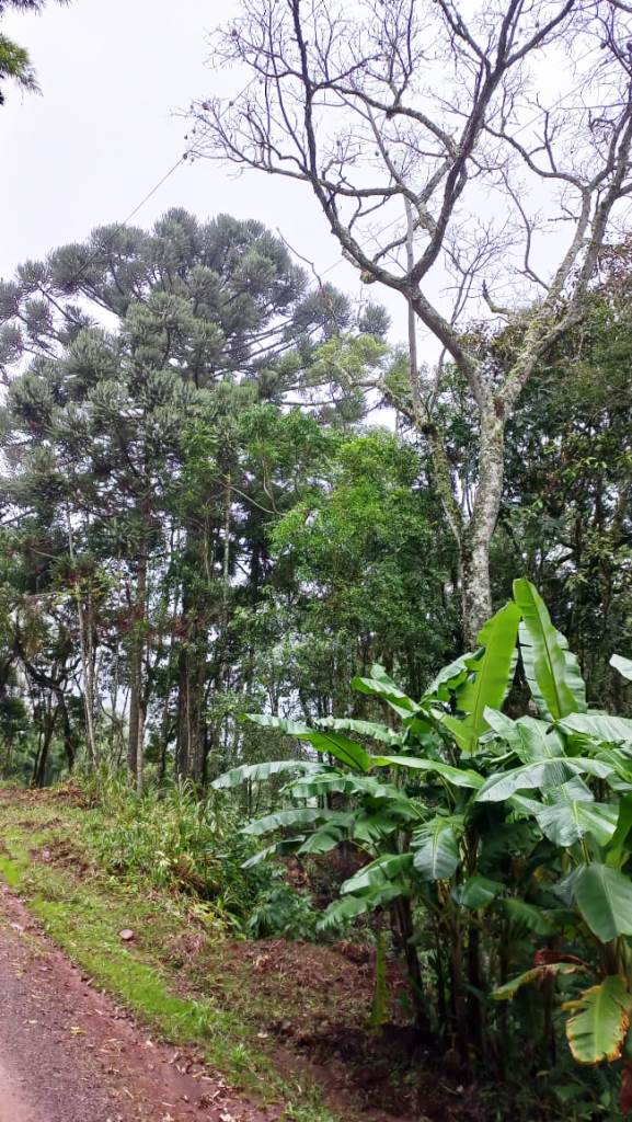 B-548    ÁREA DE TERRAS PARA CONSTRUIR UM LINDO SÍTIO JUNTO À NATUREZA!!!