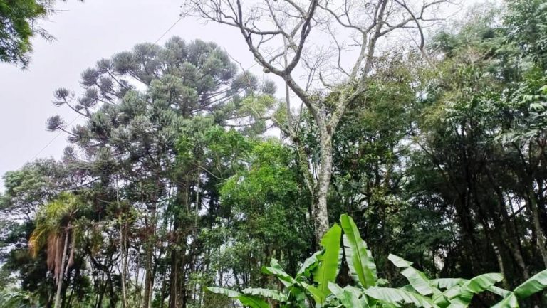 B-548    ÁREA DE TERRAS PARA CONSTRUIR UM LINDO SÍTIO JUNTO À NATUREZA!!!