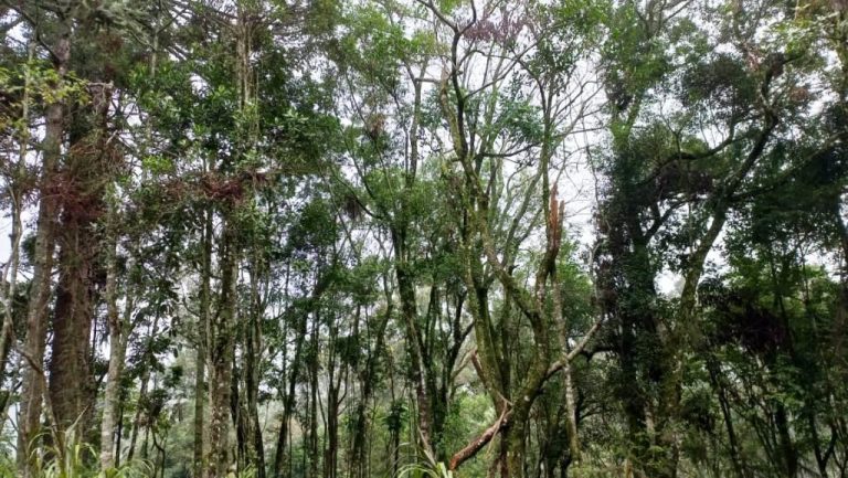 B-548    ÁREA DE TERRAS PARA CONSTRUIR UM LINDO SÍTIO JUNTO À NATUREZA!!!