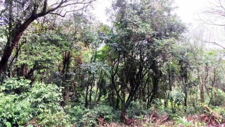 B-548    ÁREA DE TERRAS PARA CONSTRUIR UM LINDO SÍTIO JUNTO À NATUREZA!!!