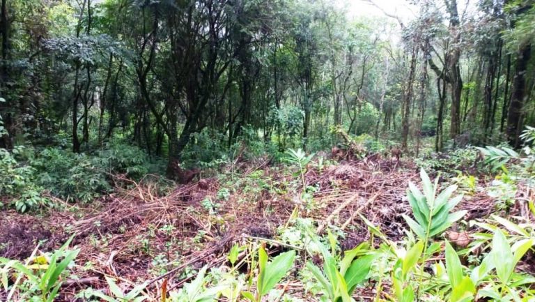 B-548    ÁREA DE TERRAS PARA CONSTRUIR UM LINDO SÍTIO JUNTO À NATUREZA!!!