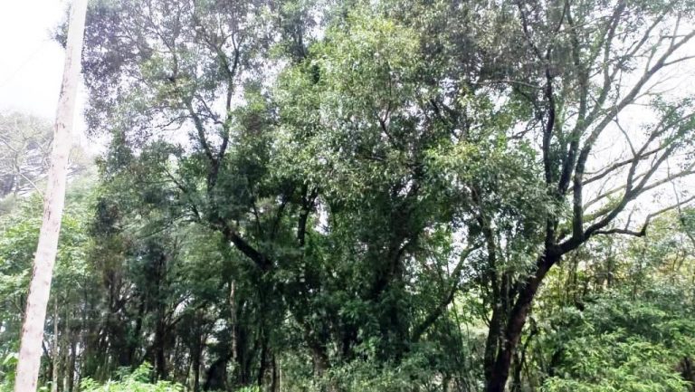 B-548    ÁREA DE TERRAS PARA CONSTRUIR UM LINDO SÍTIO JUNTO À NATUREZA!!!