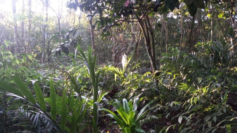 B-740     ÁREA DE TERRAS COM 13,5 HECTARES EM SANTA MARIA DO HERVAL
