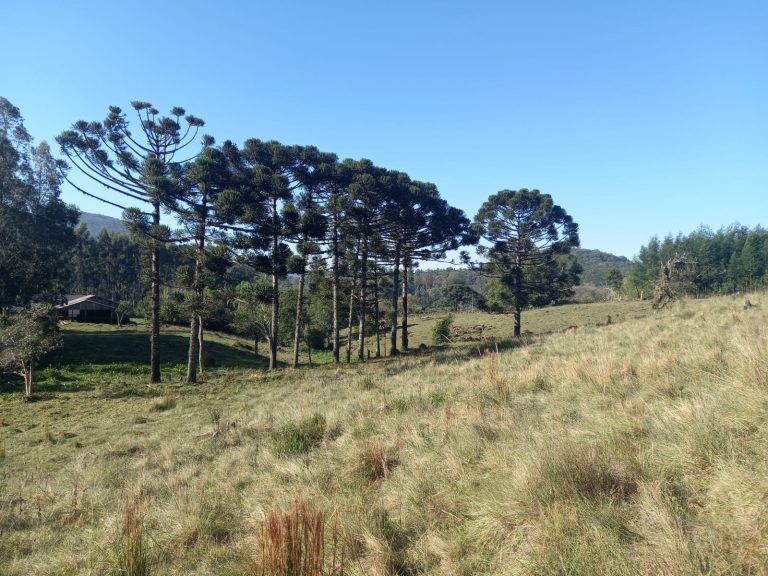 B-711     SÍTIO EM SAPIRANGA COM 24,7 HECTARES