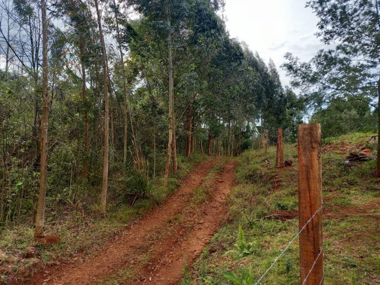 B-741     ÁREA DE TERRAS COM 14,4 HECTARES EM SANTA MARIA DO HERVAL