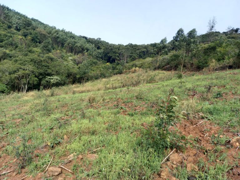 B-741     ÁREA DE TERRAS COM 14,4 HECTARES EM SANTA MARIA DO HERVAL