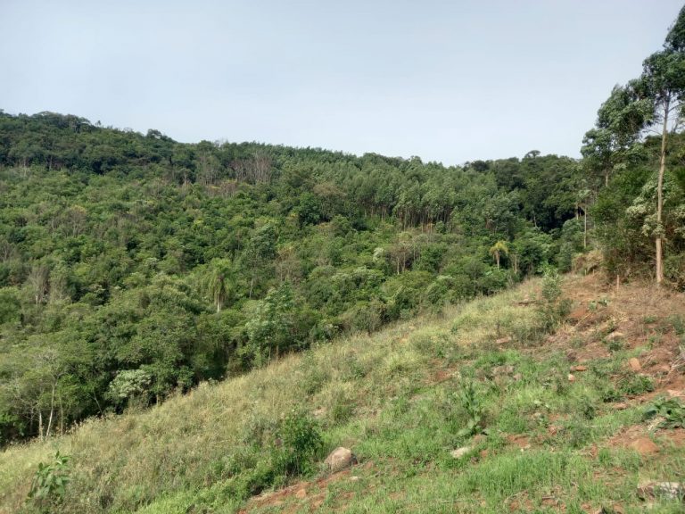 B-741     ÁREA DE TERRAS COM 14,4 HECTARES EM SANTA MARIA DO HERVAL