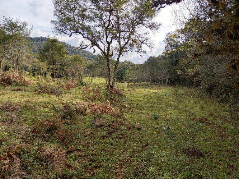 B-810     ÁREA DE TERRAS EM IGREJINHA
