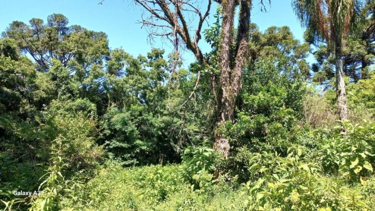 B-556     ÁREA TERRAS PERTINHO DA RS 235 NA LINHA BRASIL-NOVA PETRÓPOLIS!!!