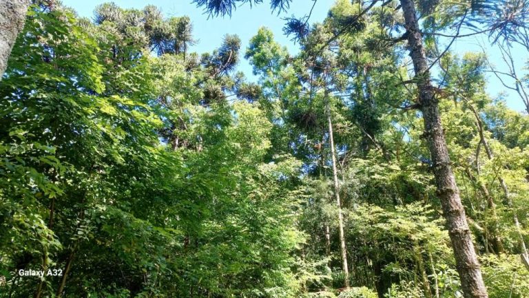 B-556     ÁREA TERRAS PERTINHO DA RS 235 NA LINHA BRASIL-NOVA PETRÓPOLIS!!!