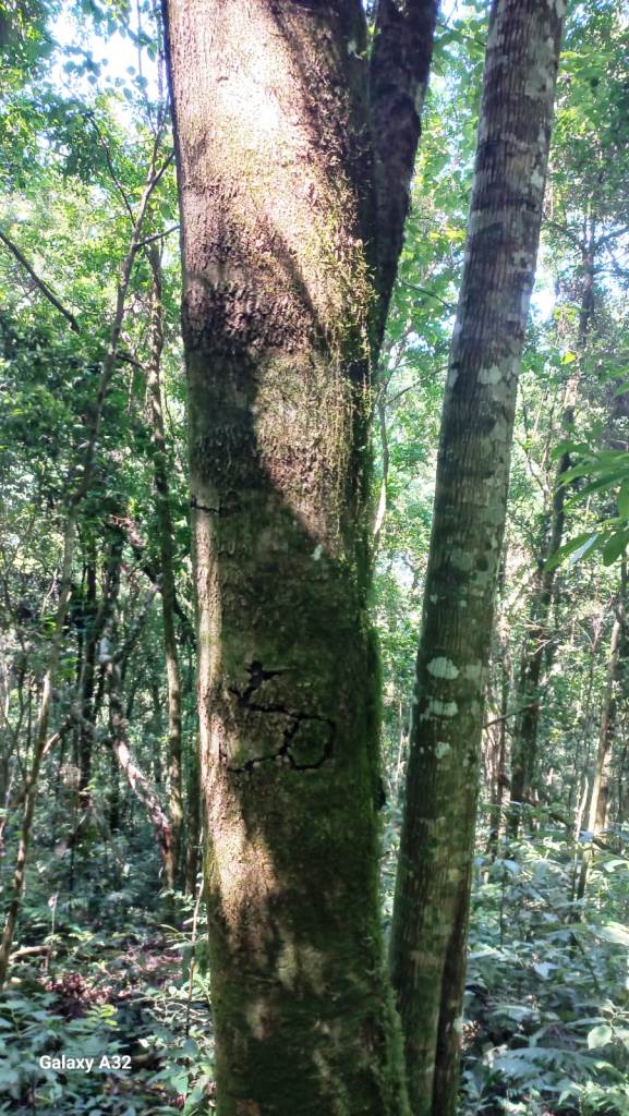 B-556     ÁREA TERRAS PERTINHO DA RS 235 NA LINHA BRASIL-NOVA PETRÓPOLIS!!!