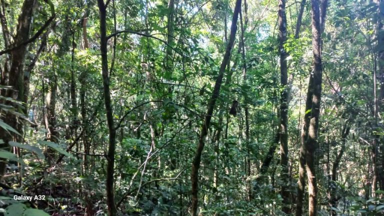 B-556     ÁREA TERRAS PERTINHO DA RS 235 NA LINHA BRASIL-NOVA PETRÓPOLIS!!!