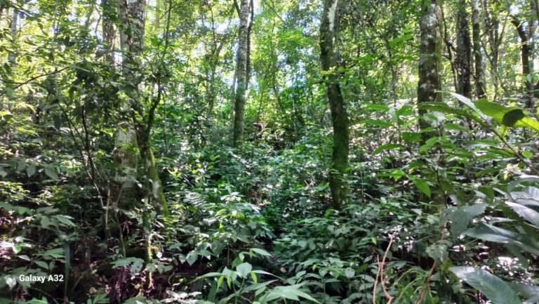 B-556     ÁREA TERRAS PERTINHO DA RS 235 NA LINHA BRASIL-NOVA PETRÓPOLIS!!!