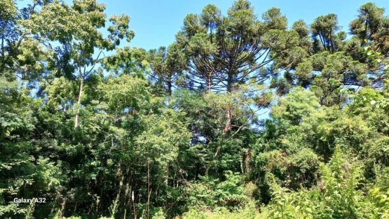 B-556     ÁREA TERRAS PERTINHO DA RS 235 NA LINHA BRASIL-NOVA PETRÓPOLIS!!!