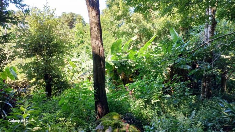 B-556     ÁREA TERRAS PERTINHO DA RS 235 NA LINHA BRASIL-NOVA PETRÓPOLIS!!!