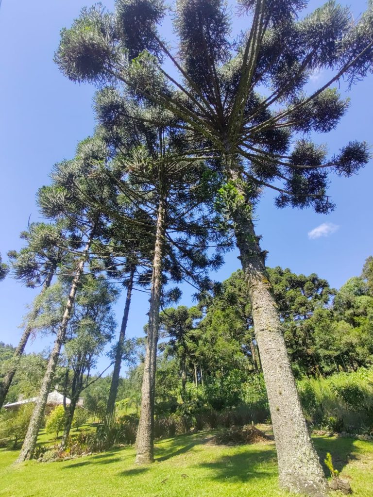 B – 765     ÁREA DE TERRAS EM SANTA MARIA DO HERVAL