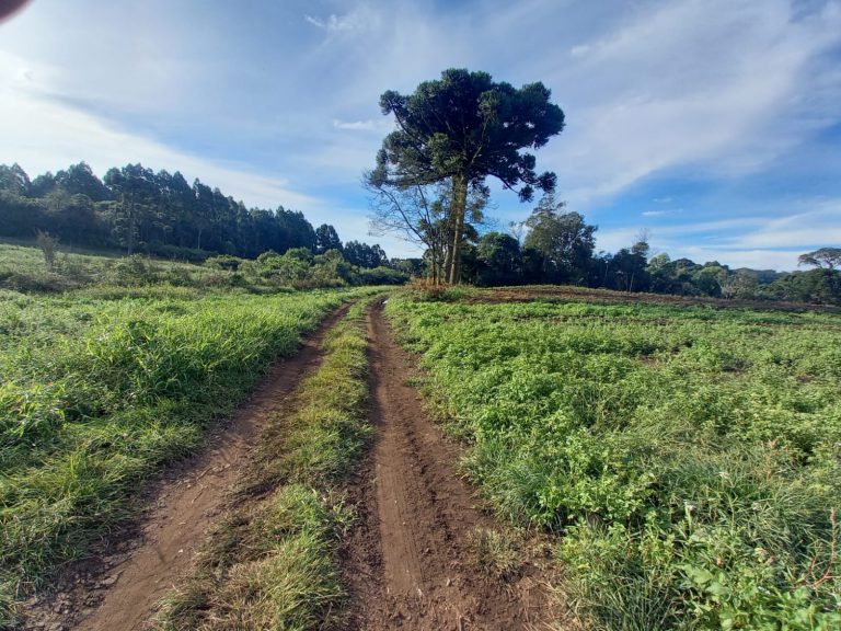 B-854 ÁREA DE TERRAS EM SANTA MARIA DO HERVAL PRÓXIMA A GRAMADO