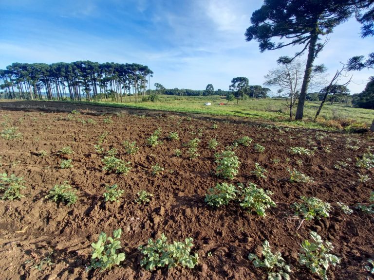 B-854 ÁREA DE TERRAS EM SANTA MARIA DO HERVAL PRÓXIMA A GRAMADO