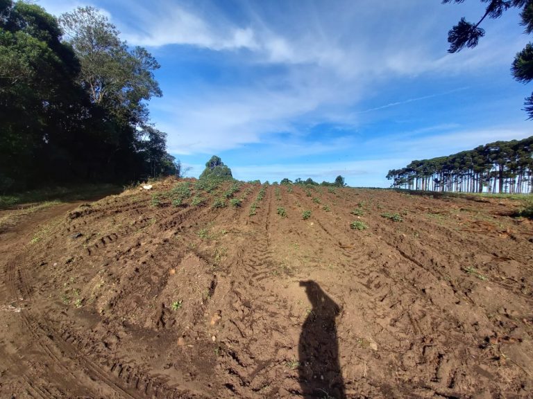B-854 ÁREA DE TERRAS EM SANTA MARIA DO HERVAL PRÓXIMA A GRAMADO