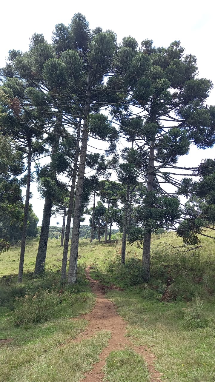 B-853 CHÁCARA EM GRAMADO