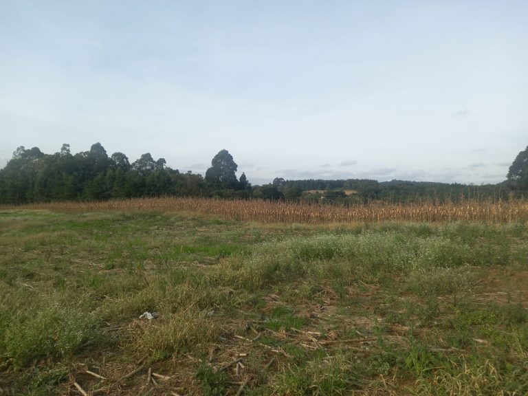 B-476 SÍTIO EM SANTA MARIA DO HERVAL COM 26 HECTARES