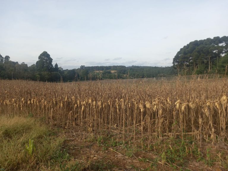 B-476 SÍTIO EM SANTA MARIA DO HERVAL COM 26 HECTARES