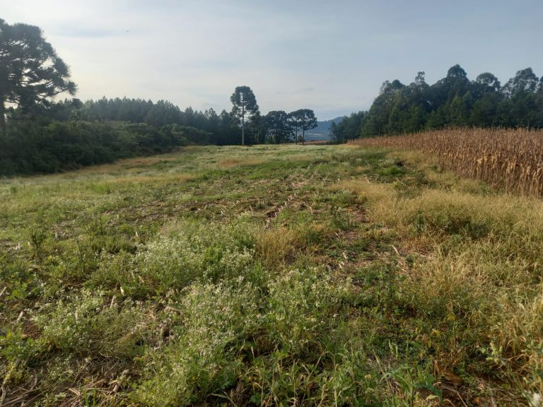 B-476 SÍTIO EM SANTA MARIA DO HERVAL COM 26 HECTARES
