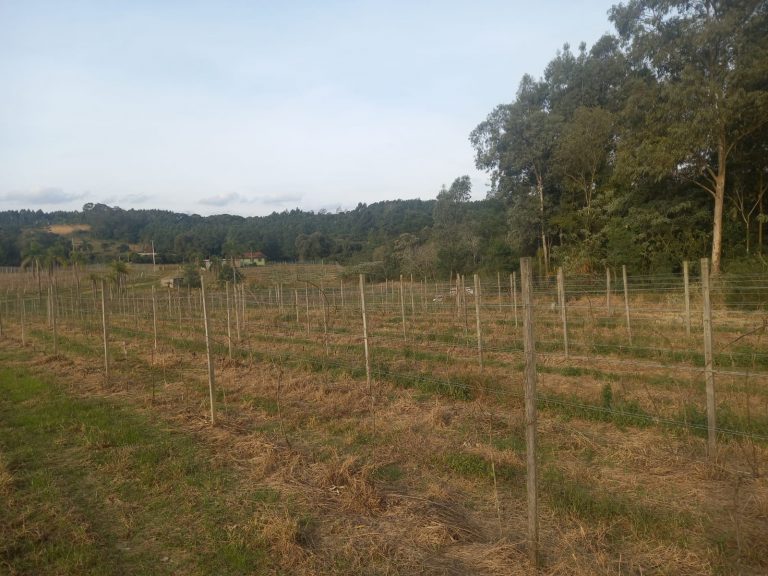 B-476 SÍTIO EM SANTA MARIA DO HERVAL COM 26 HECTARES