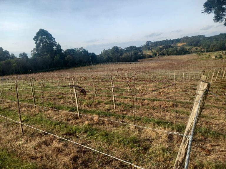 B-476 SÍTIO EM SANTA MARIA DO HERVAL COM 26 HECTARES