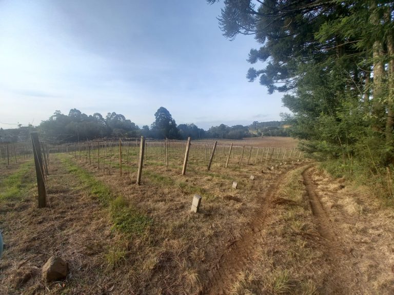 B-476 SÍTIO EM SANTA MARIA DO HERVAL COM 26 HECTARES