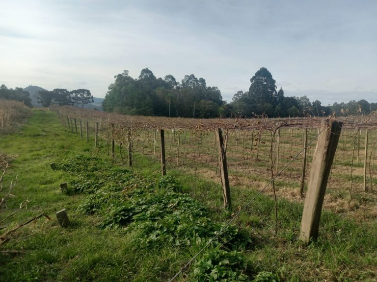 B-476 SÍTIO EM SANTA MARIA DO HERVAL COM 26 HECTARES