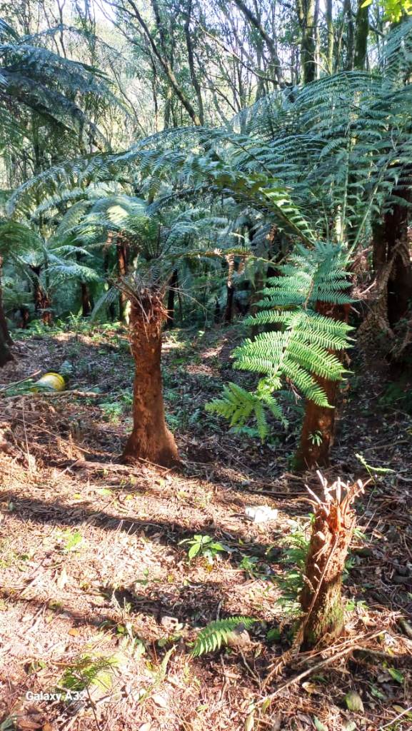 B-129     ENORME TERRENO EM GRAMADO POR PREÇO IMPERDÍVEL!!!