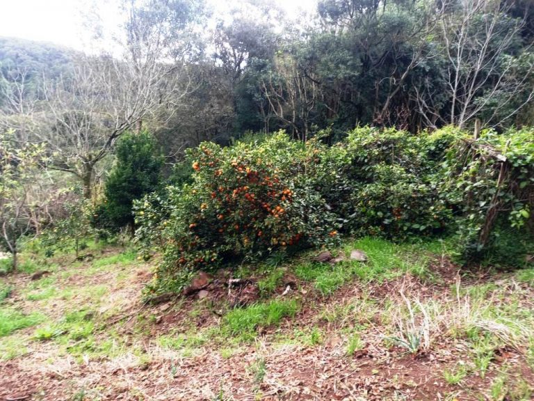 B-82     AMPLO TERRENO EM MORRO REUTER COM LINDÍSSIMA VISTA PANORÂMICA!!!