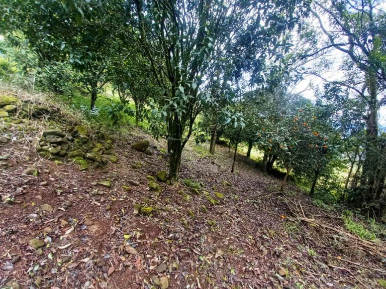 B-82     AMPLO TERRENO EM MORRO REUTER COM LINDÍSSIMA VISTA PANORÂMICA!!!