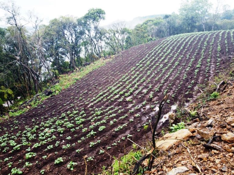 B-599     LINDÍSSIMA ÁREA DE TERRAS COM DUAS CASCATAS. SENDO UMA DELAS DE 80 METROS DE ALTURA!!!!