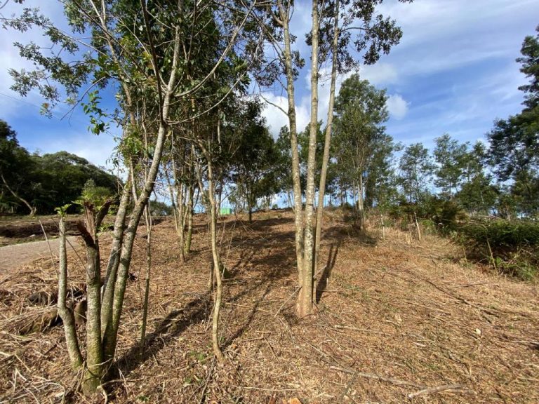 B-506     LINDA ÁREA DE TERRAS A VENDA EM IGREJINHA-RS!!!